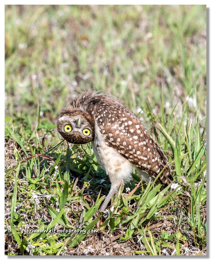 owl herbie_7514-4-2